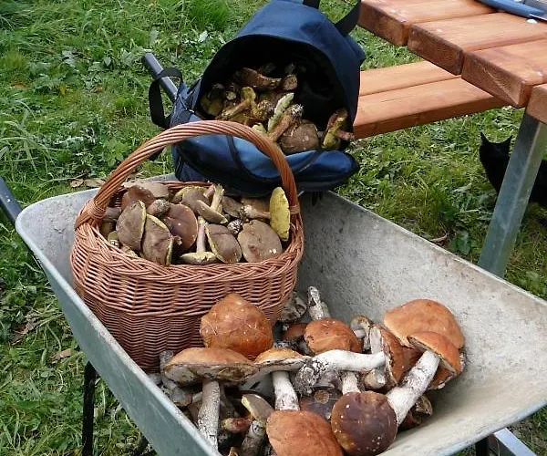 Brigit Domek letniskowy Vrbno pod Pradědem